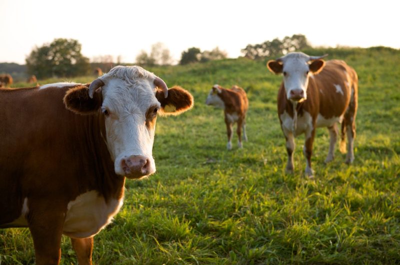 brown cows in field