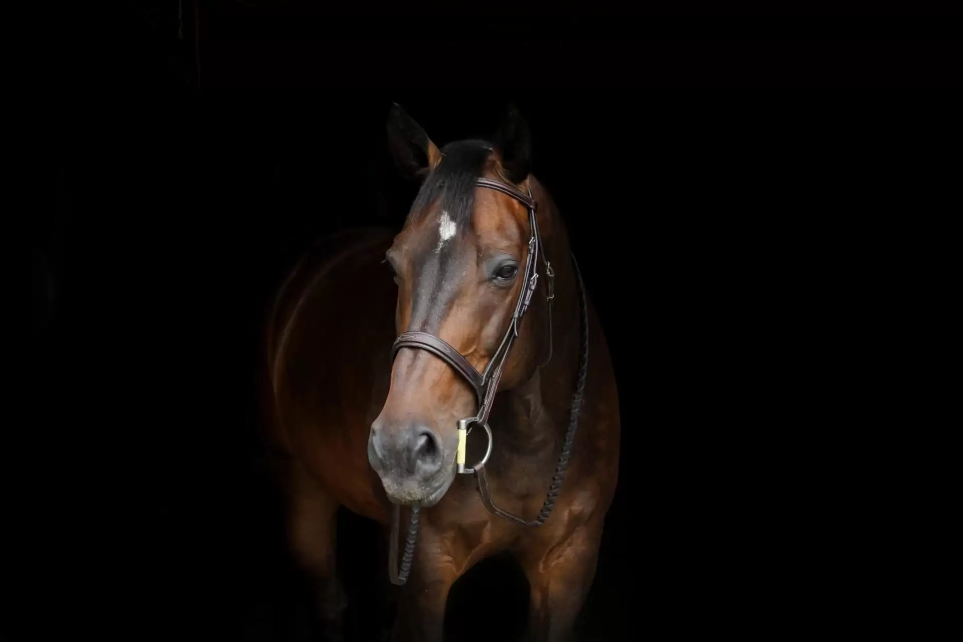 Horse from Newmarket Race