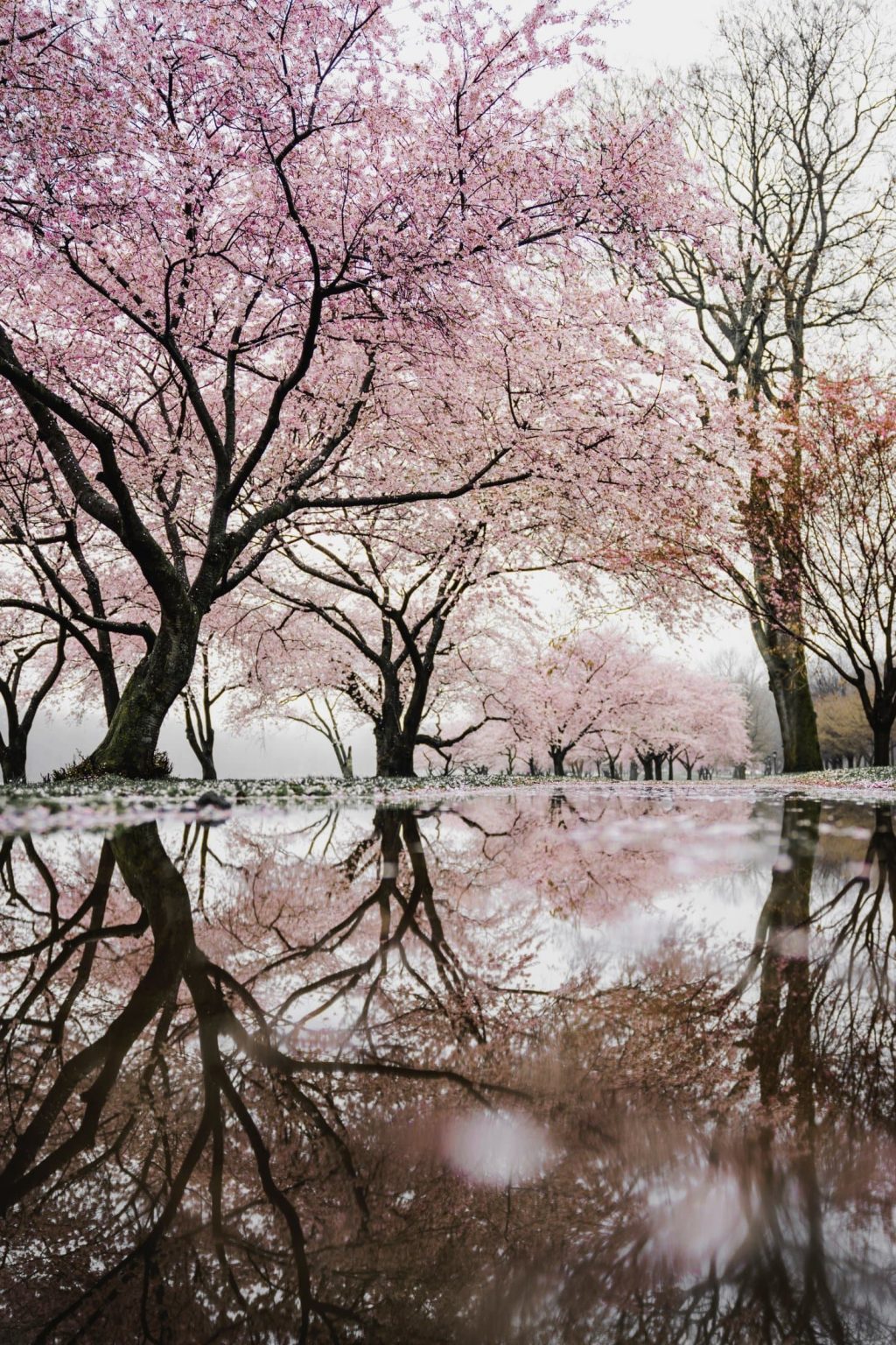 Blossom Lake