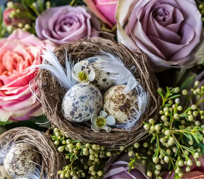 easter eggs of nest with pretty eggs and purple and pink roses around them