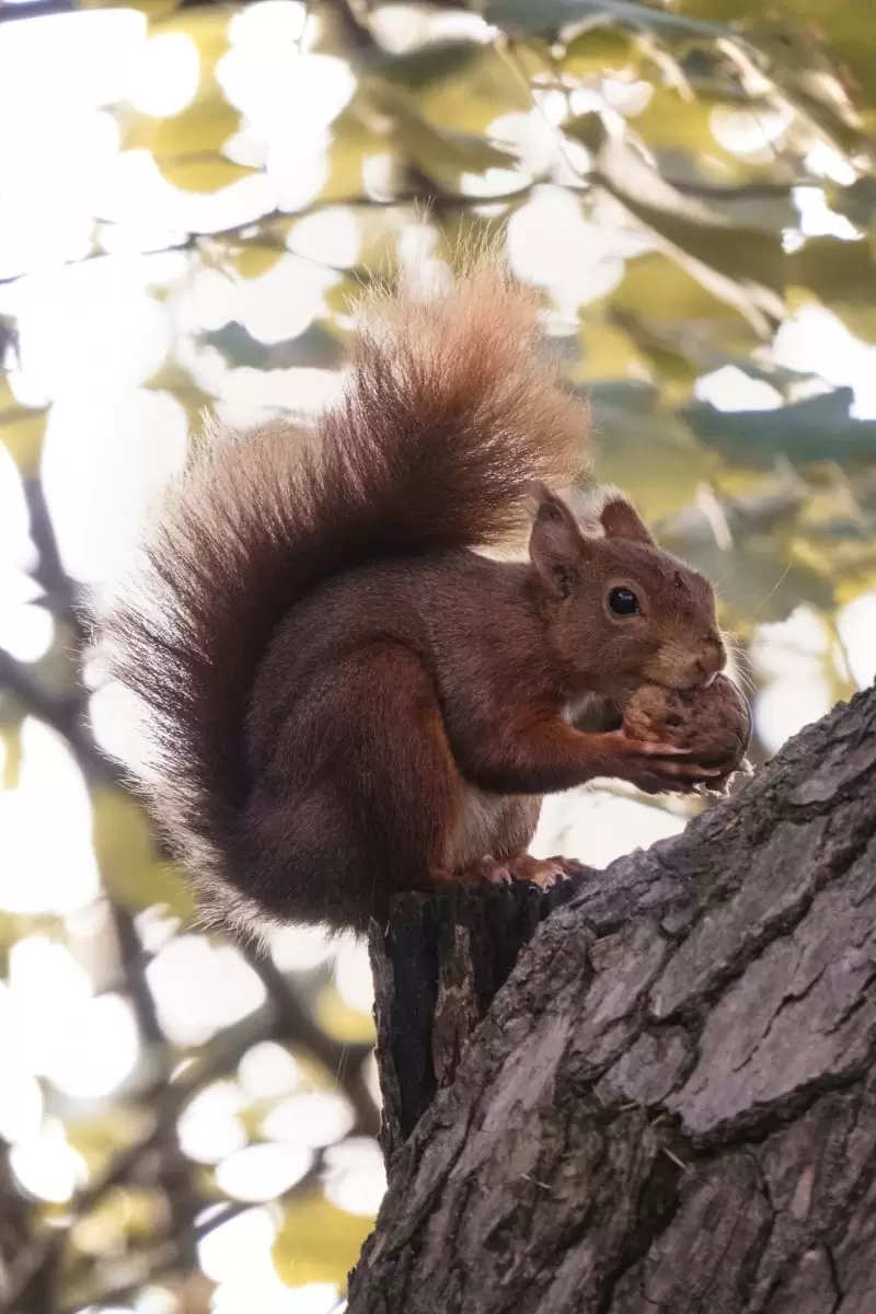 red squirrel sitting in a tree eating a nut