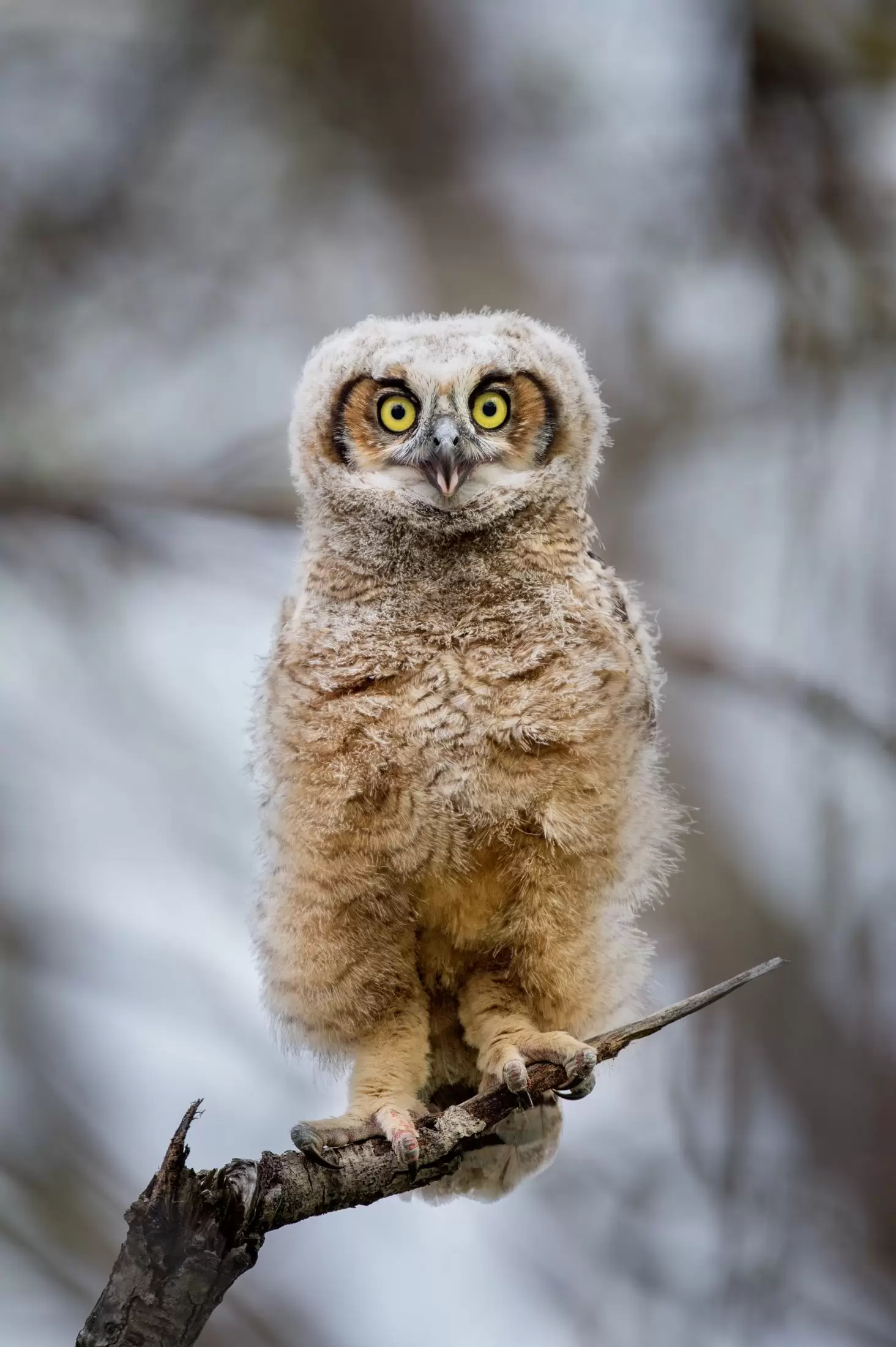 Owl