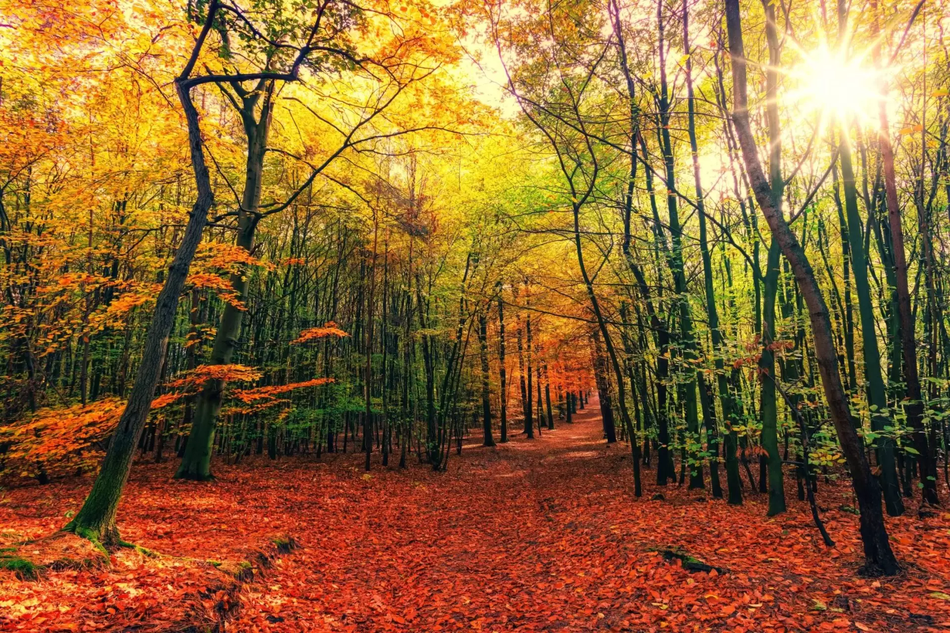 Autumn Forest2