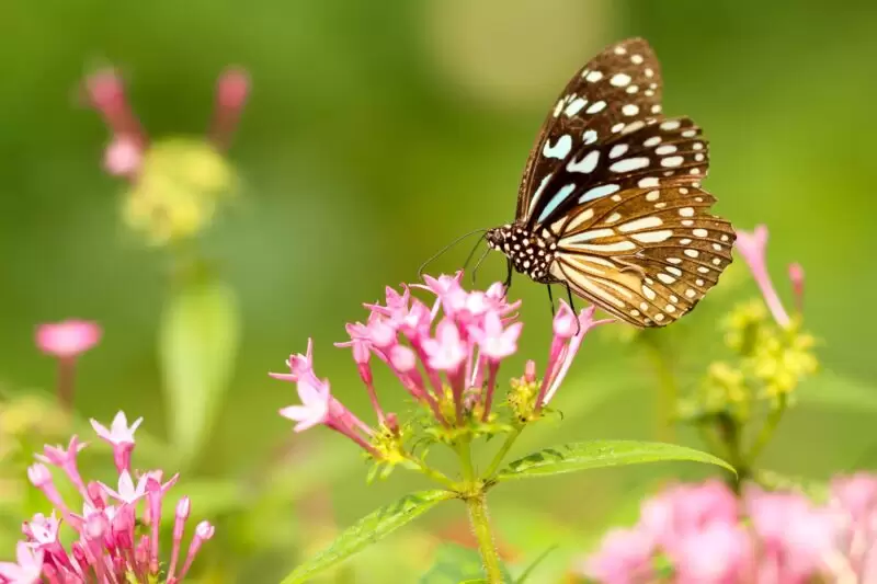 pretty butterfly on pink flowers