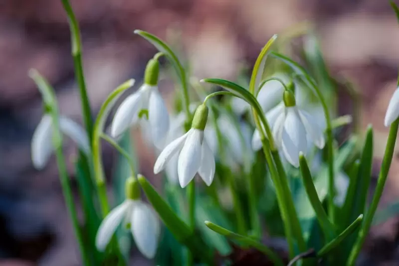 snowdrop flowers