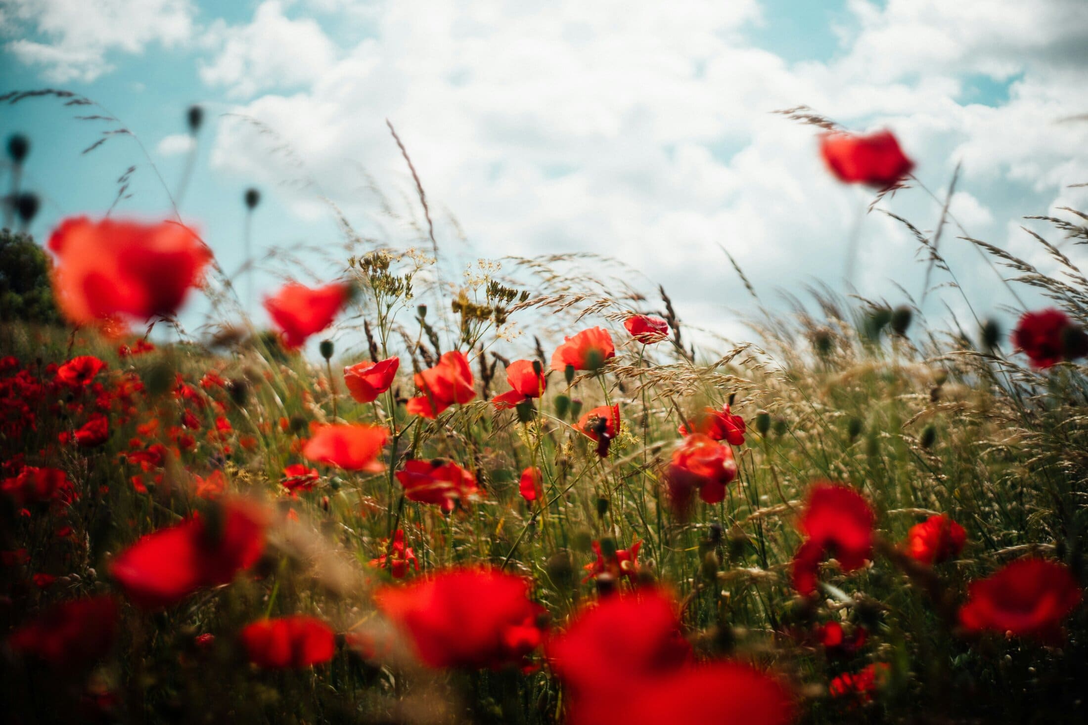 poppies for remembrance day a time to remember